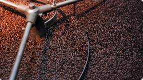 Coffee Bean Fundamentals