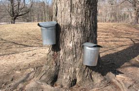 The Art of Making Maple Syrup