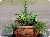 Container Herb Gardening