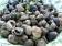 Periwinkles
